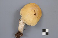 Cortinarius caperatus image